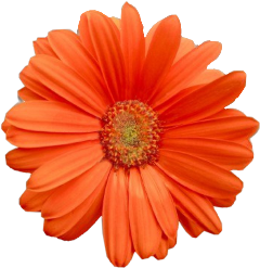 orange flower freetoedit
