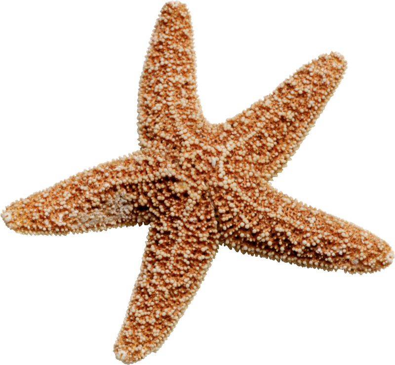 starfish freetoedit #starfish sticker by @shookabelle