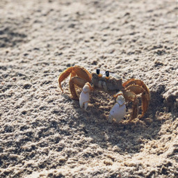 crab gulfshores alabama beach