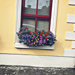 freetoedit flowers flower flowerpot window