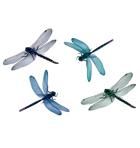 Download Watercolor Dragonfly Png | PNG & GIF BASE