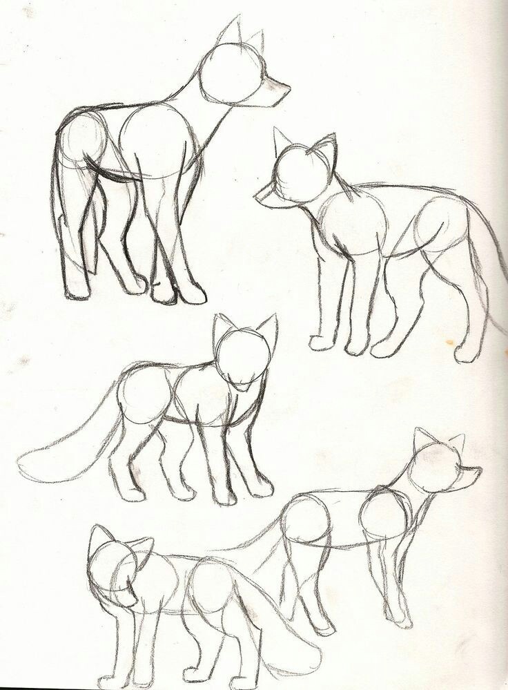 Desenhos de Animais para Desenhar em Simples Passos – Eu Geek ?