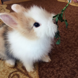 bunny bunnylove rabbit cutenessoverload blueeyes