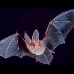 freetoedit bat