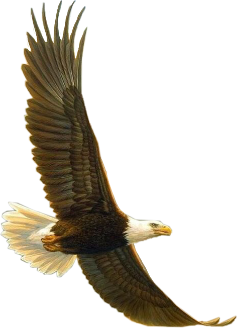 sceagle eagle freetoedit #eagle sticker by @mettan2