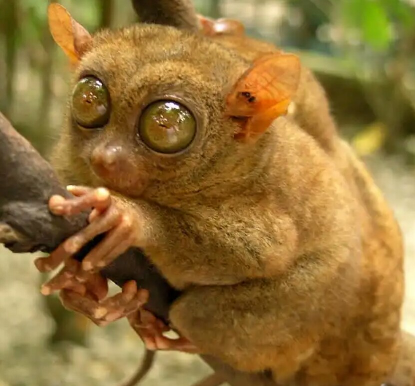Picsart profile picture for @tarsier