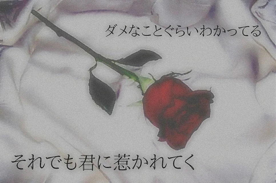 Poem ポエム 恋愛 薔薇 白 赤 Image By Mayuka Poem ポエム 恋愛 薔薇 白 赤 Image By Mayuka