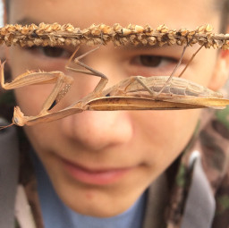 mantis sight explore naturesbeauty boy pcpet freetoedit