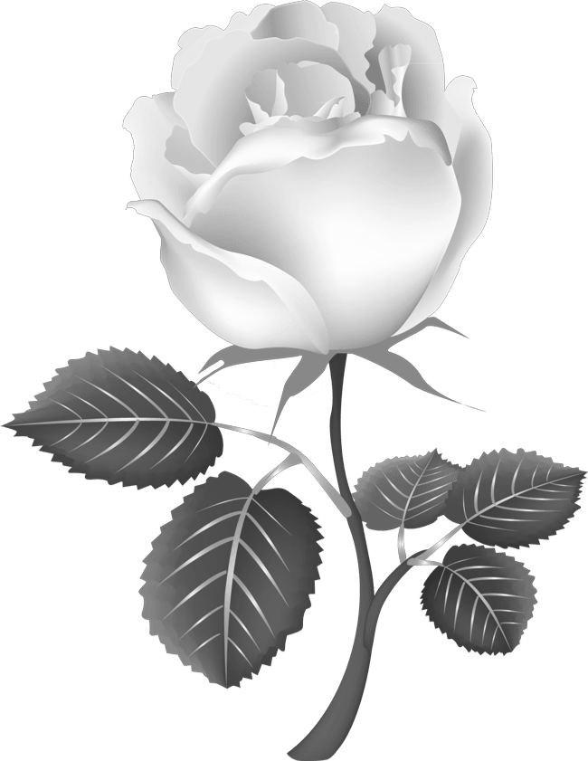 Нарисовать розу белую