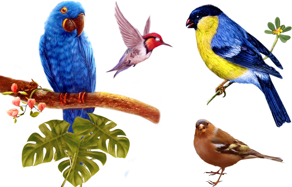 Птички цветные для вырезания