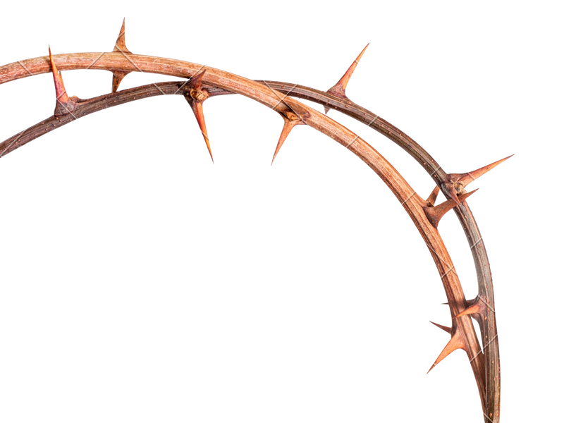 Thorn Trees Png Free Thorn Trees Png Transparent Images Pngio | My XXX ...