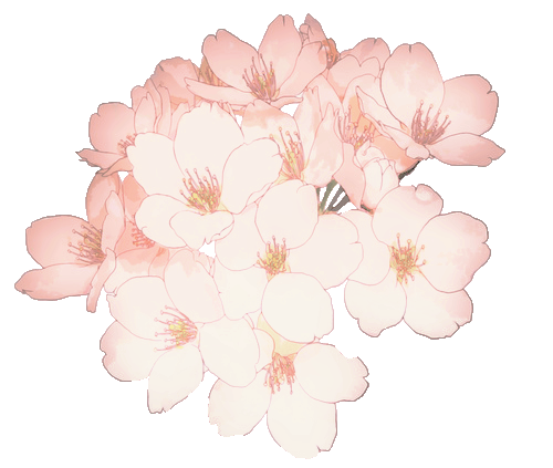 Drawn Cherry Blossom China - Cherry Blossom Flower Anime - Free Transparent  PNG Download - PNGkey