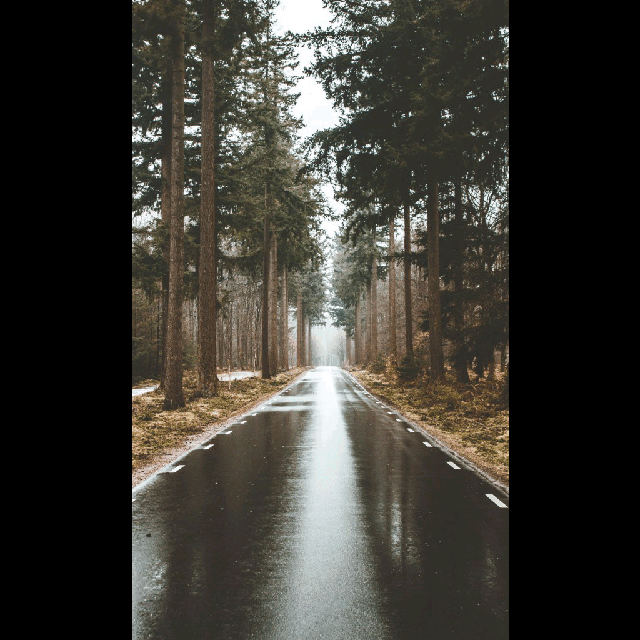 photo Nature Tree Background For Editing lol edit road trees gif by let s vibe