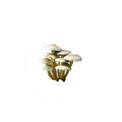 mushrooms aestheticpng polyvore polyvorepng aesthetic freetoedit