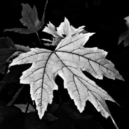 blatt blätter leaf leafs blackandwhite schwarzweiss