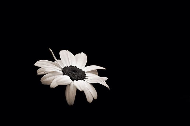 Aesthetic White Flower Black Backgroud