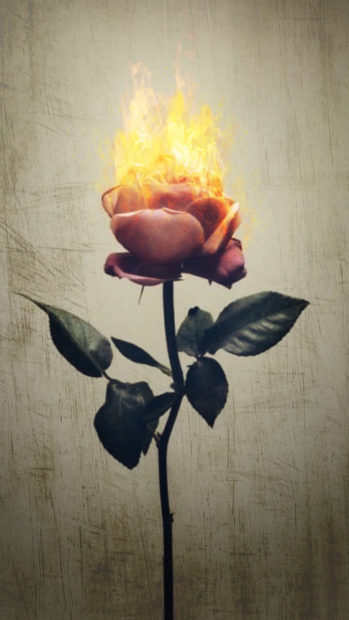 Aesthetic Burning Aesthetic Rose On Fire - Largest Wallpaper Portal