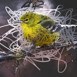 bird madewithpicsart digitaldoodle abstract