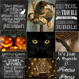 halloween blackcat witch cchalloweenmoodboard halloweenmoodboard