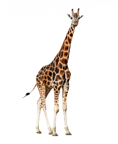 giraffe freetoedit