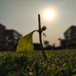 freetoedit nature seed sunlight leaf