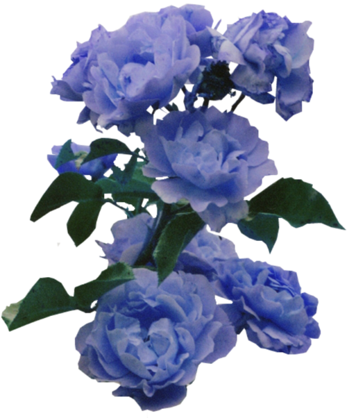 Aesthetic Blue Flowers Transparent - Largest Wallpaper Portal