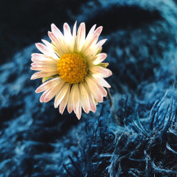 freetoedit daisy flower interesting photography