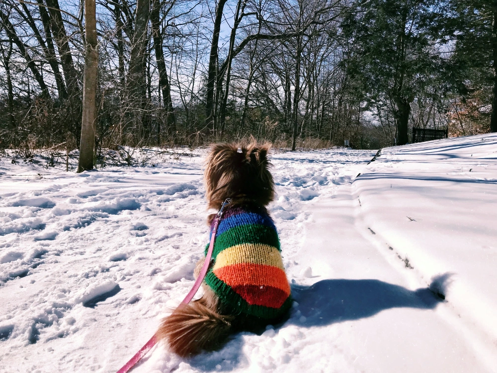 #freetoedit #doggie #snow #trail