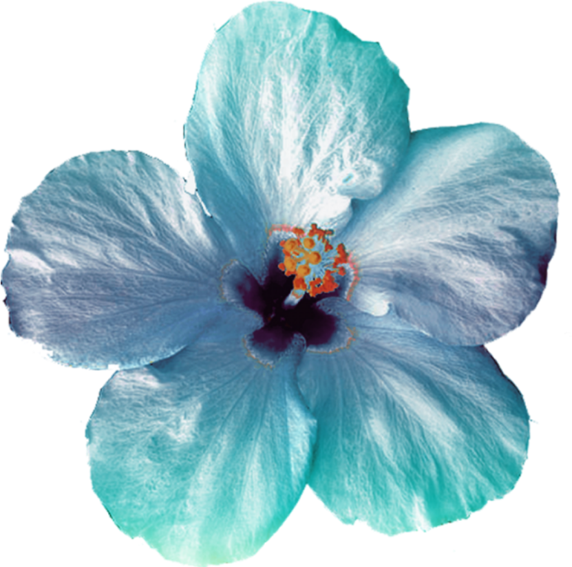 hibiscus freetoedit #Hibiscus sticker by @cherigoodman59