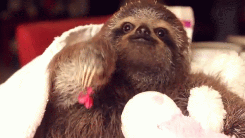 pics Sloth Gifs Cute a flower for u cute sloth gif by
