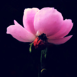 freetoedit nature flower flowers pinkflower