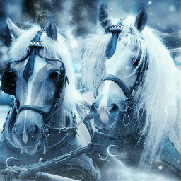nationalhorseday horse winter snow cold freetoedit