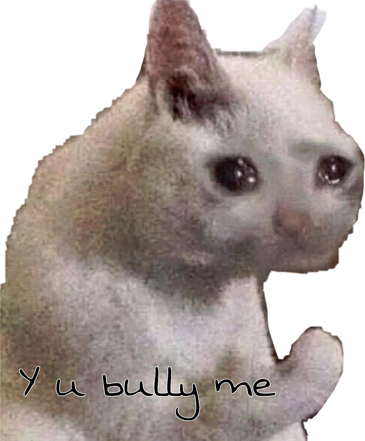 Cat Meme Png