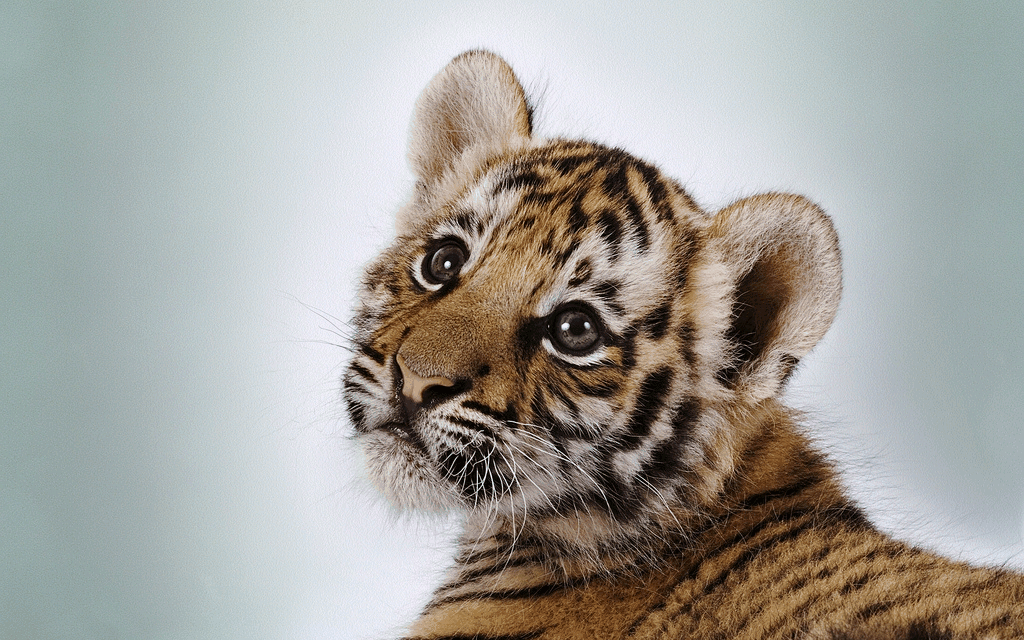 Animated Baby Tiger Gif