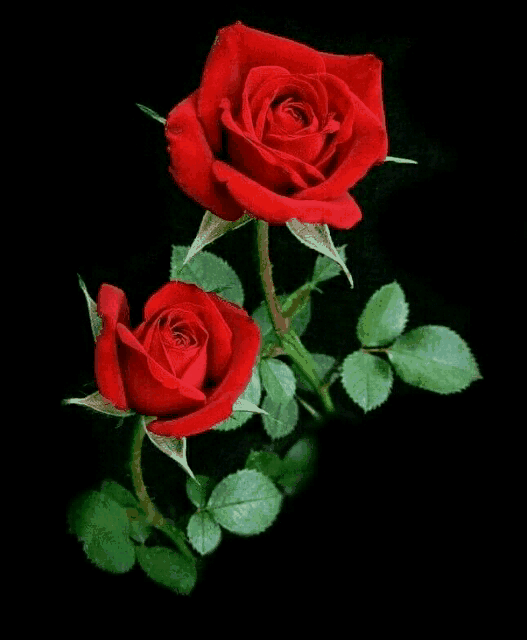 flower rose redrose GIF by arnirose