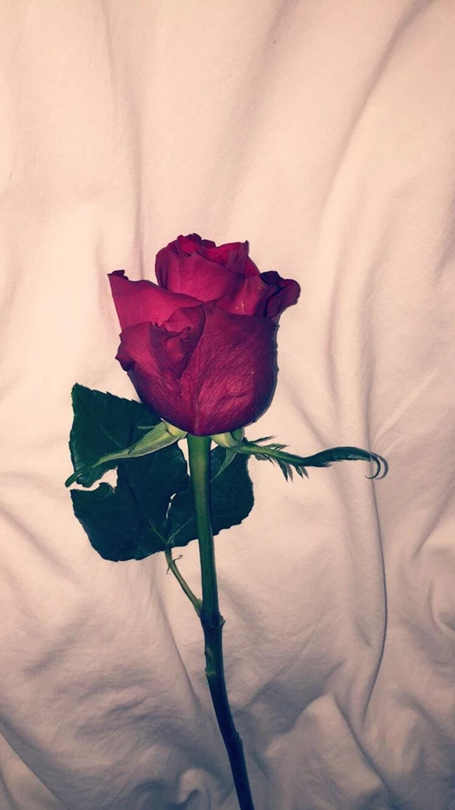Aesthetic Flower Rose Pretty Image By Its A Vibe Aesthetic Flower Rose Pretty Image By Its A Vibe