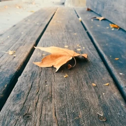 pcstilllifephotography stilllifephotography streetphotography bench fall pccentered pcleaves