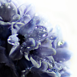 freetoedit nature flowers drops purple