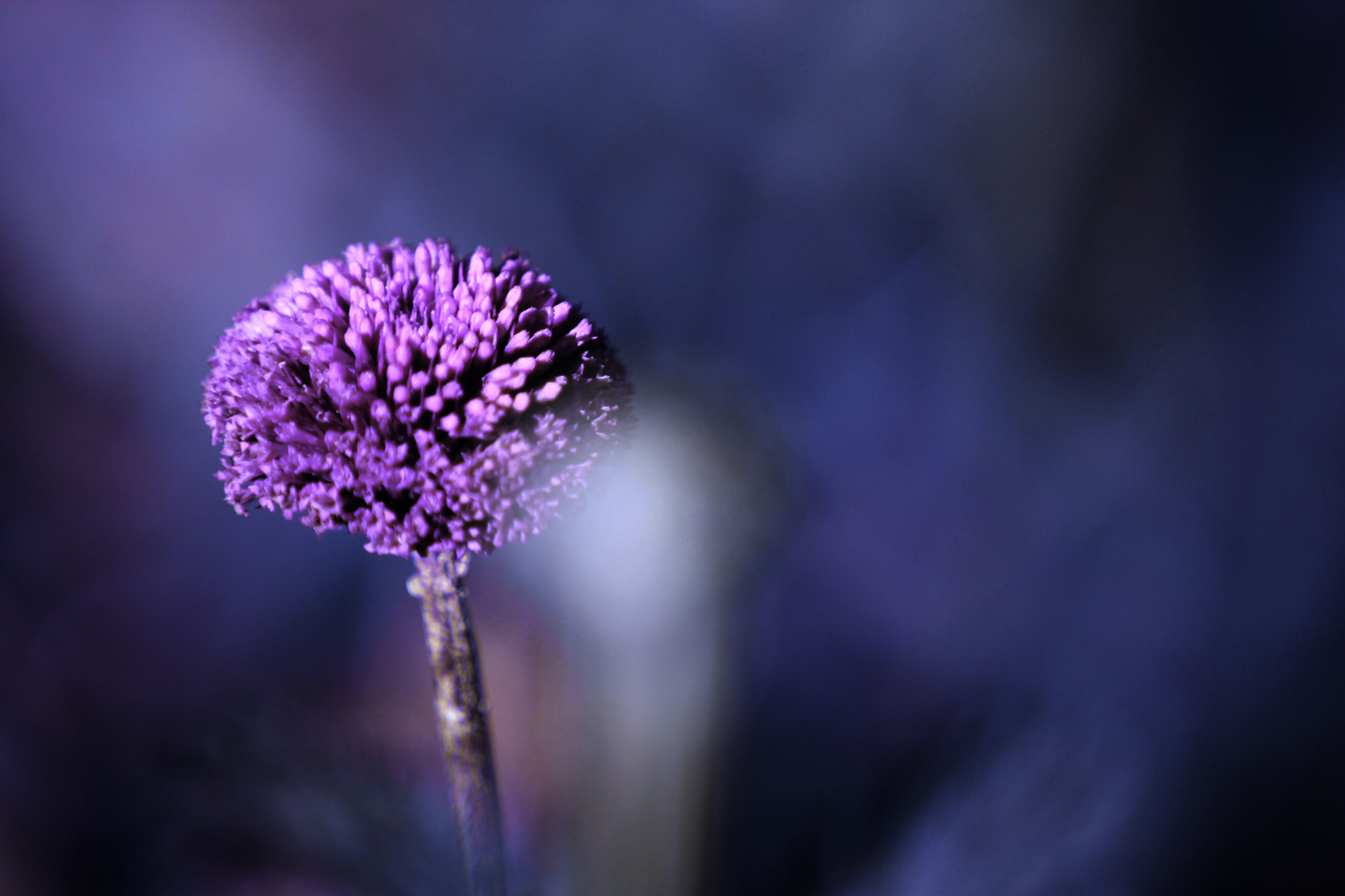 #freetoedit #photography #flower #flowerphotography #purple #winterflowers A sweet day to All 🌸🌸🌸🌸💕😘