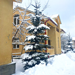 white snow winter firtree