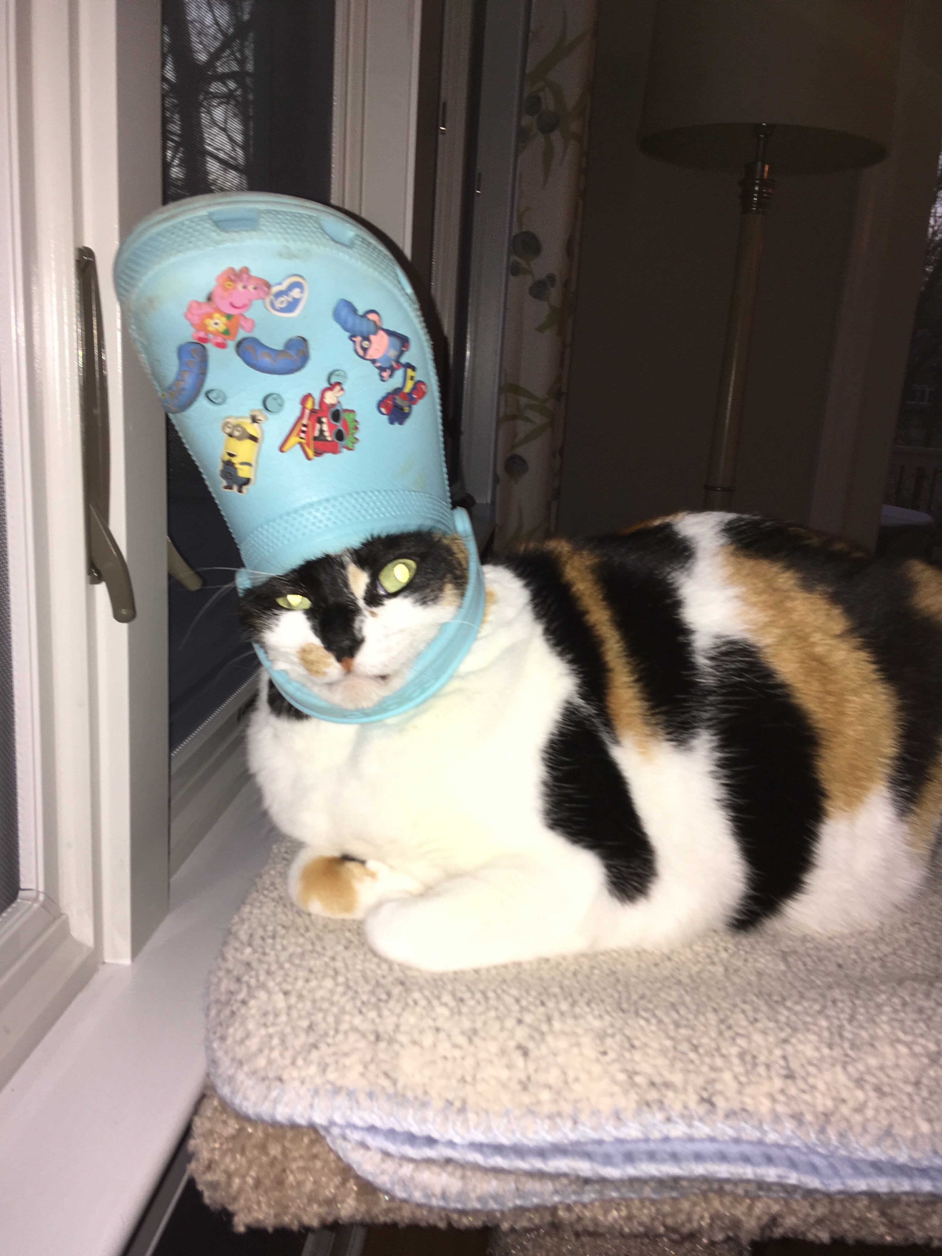 crocs for cats