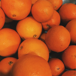 fruit orange citrus aesthetic photography