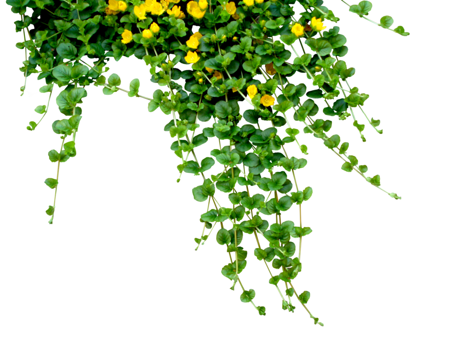 This visual is about ivy green yellow flowers plants freetoedit #ivy #green...