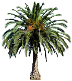 пальма отдых лето море растение freetoedit