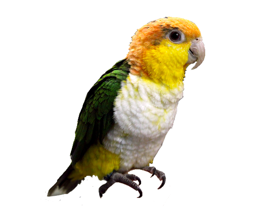 Whitebelliedcaique Bird Pngs Png Sticker By Lovelypngs