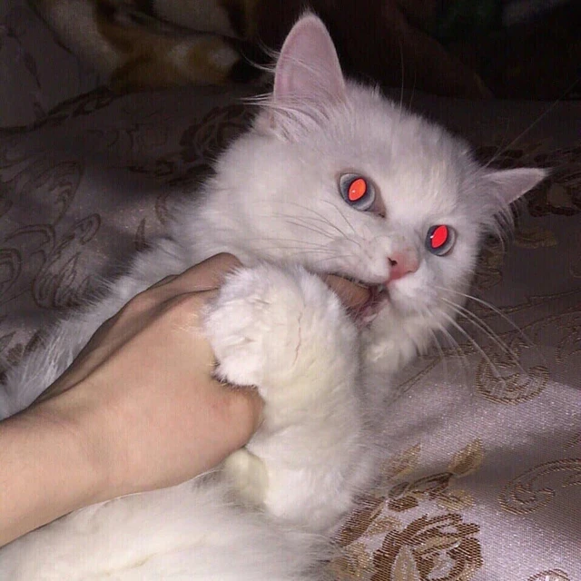 猫背景图红眼image By Weetninja 猫背景图红眼image By Weetninja