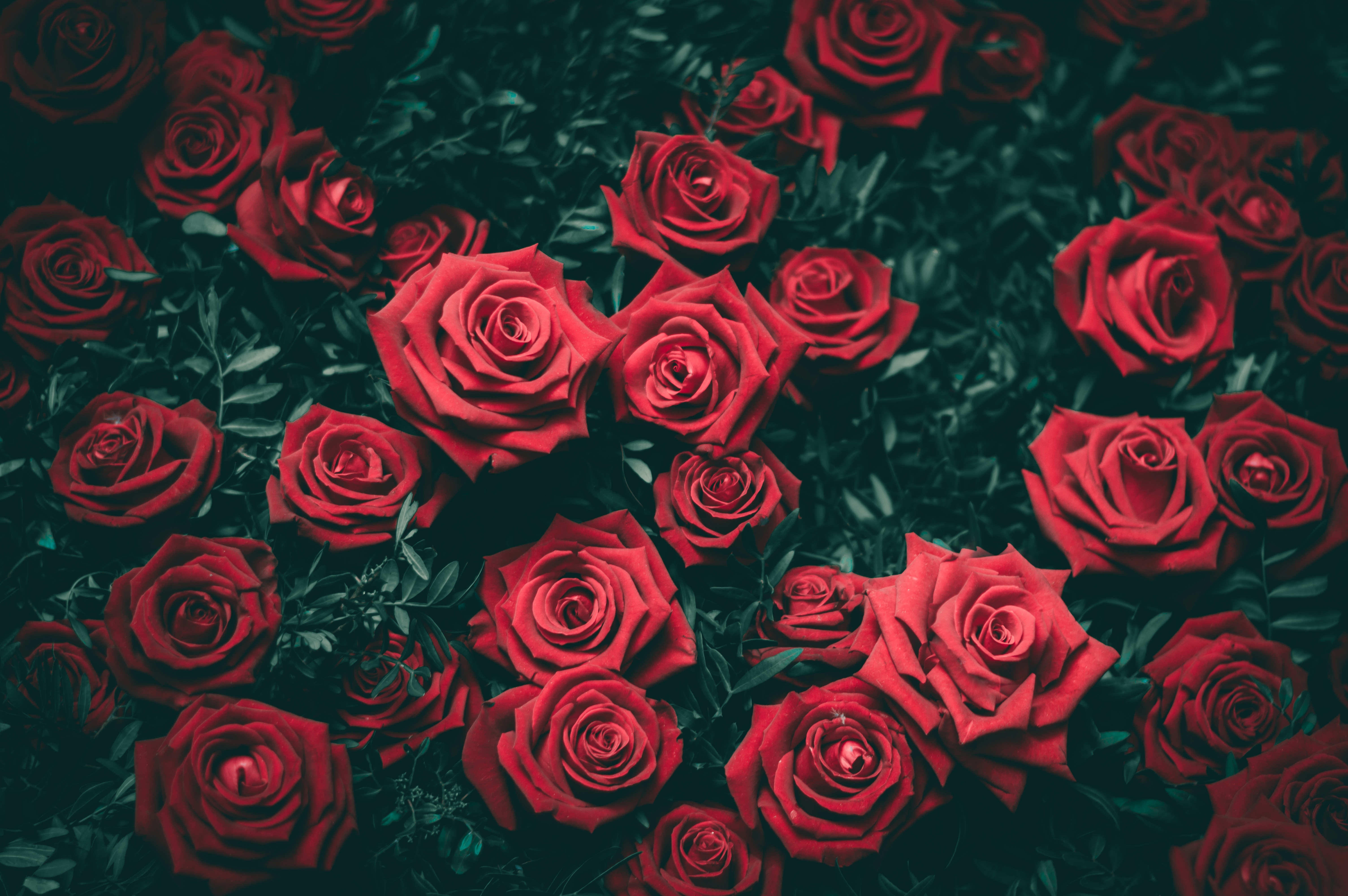 Rose Flower Background Image By Freetoedit Images