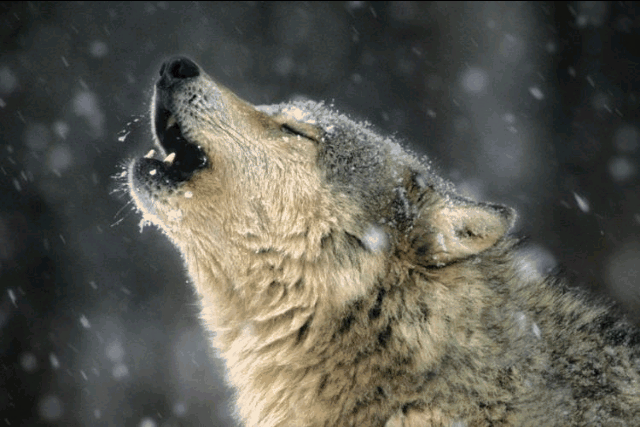 Popular And Trending Winterwolf Gifs On Picsart Popular And Trending Winterwolf Gifs On Picsart
