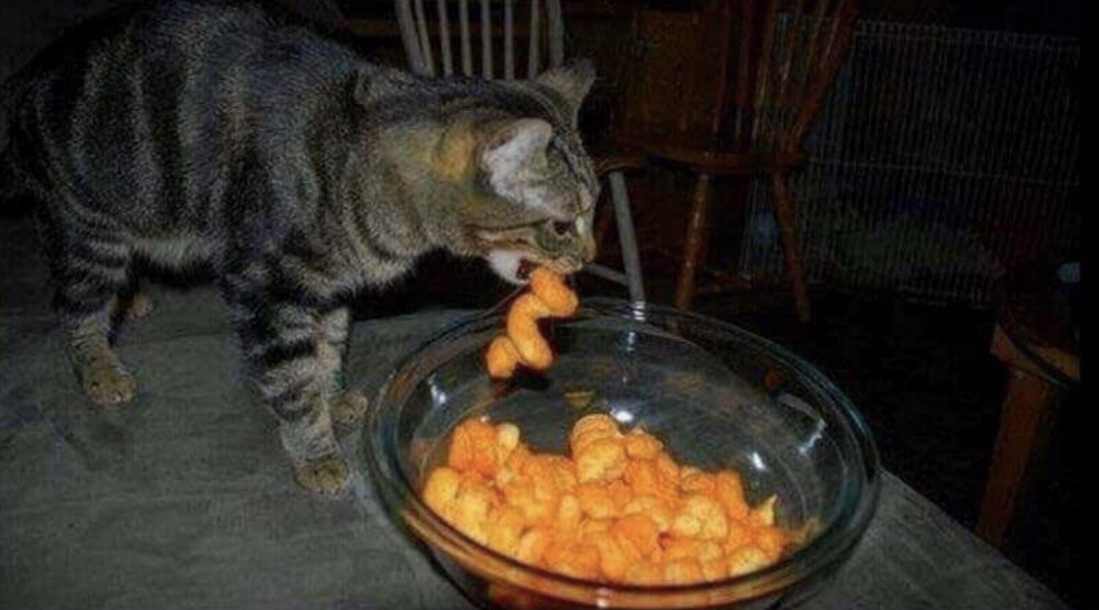 cat cheetos