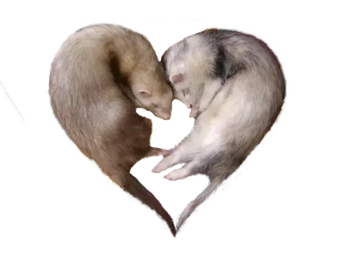 Largest Collection Of Free To Edit Ferret Stickers On Picsart